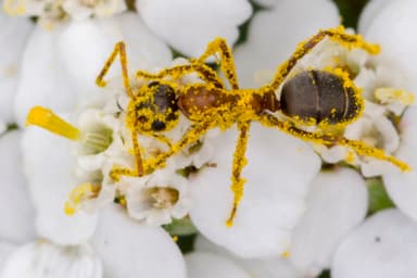 Formica rufibarbis photo 20