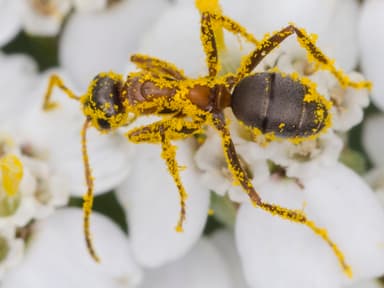 Formica rufibarbis photo 21