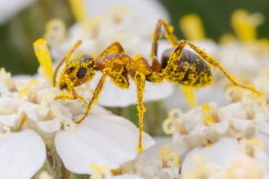 Formica rufibarbis photo 22