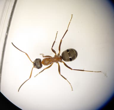 Formica rufibarbis photo 23