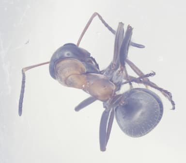 Formica rufibarbis photo 24