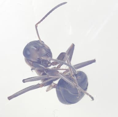 Formica rufibarbis photo 25