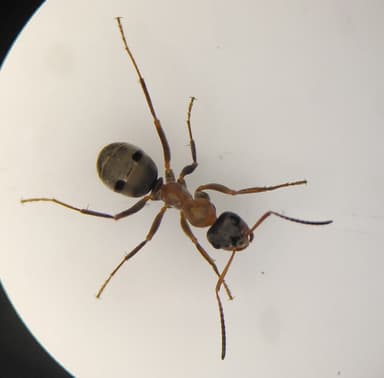 Formica rufibarbis photo 26