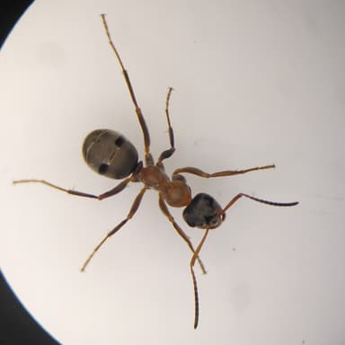 Formica rufibarbis photo 27