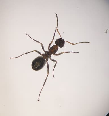 Formica rufibarbis photo 28