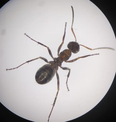 Formica rufibarbis photo 29