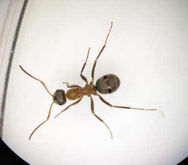 Formica rufibarbis photo 30