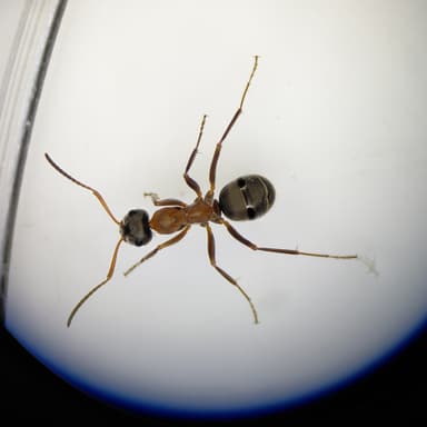 Formica rufibarbis photo 31