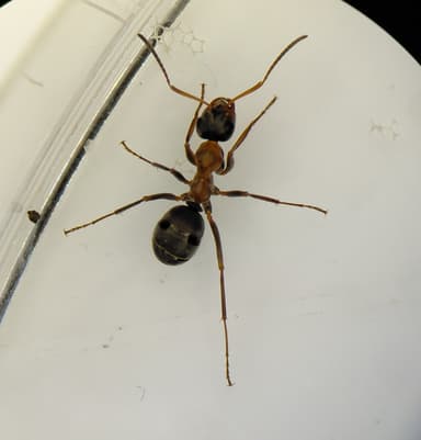 Formica rufibarbis photo 32