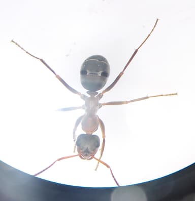 Formica rufibarbis photo 33