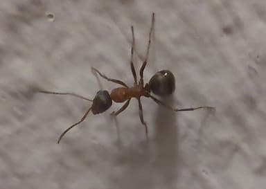 Formica rufibarbis photo 34