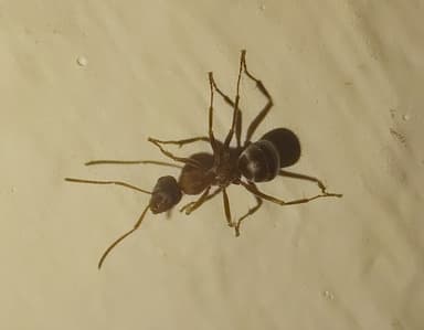 Formica rufibarbis photo 35