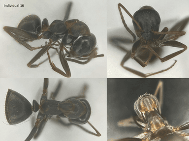 Formica rufibarbis — worker photo 36