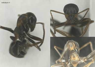Formica rufibarbis — worker photo 37