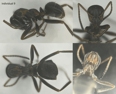 Formica rufibarbis — worker photo 38