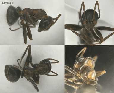 Formica rufibarbis — worker photo 39