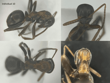 Formica rufibarbis — worker photo 40