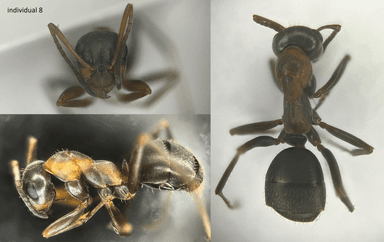 Formica rufibarbis — worker photo 41