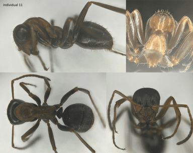 Formica rufibarbis — worker photo 42