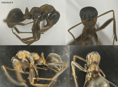 Formica rufibarbis — worker photo 43