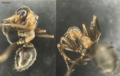 Formica rufibarbis — worker photo 44