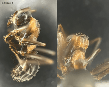 Formica rufibarbis — worker photo 45