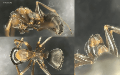 Formica rufibarbis — worker photo 46
