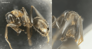 Formica rufibarbis — worker photo 47