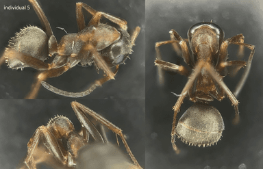 Formica rufibarbis — worker photo 48