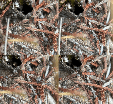 Formica rufibarbis — worker photo 50