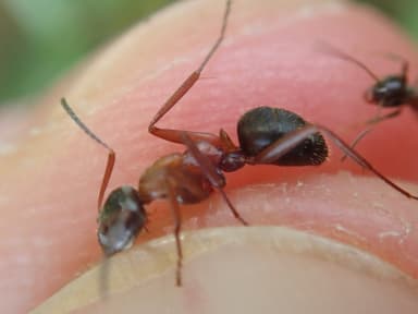 Formica rufibarbis photo 52