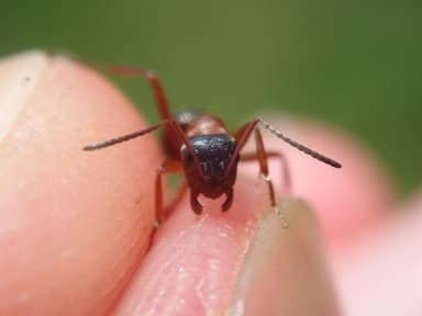 Formica rufibarbis photo 53