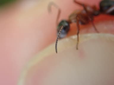 Formica rufibarbis photo 54