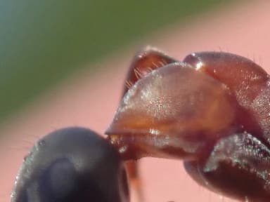 Formica rufibarbis photo 57