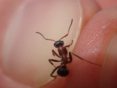 Formica rufibarbis photo 58