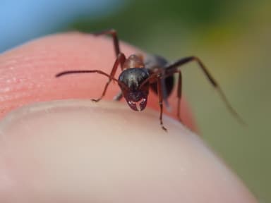 Formica rufibarbis photo 59