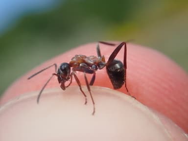 Formica rufibarbis photo 61