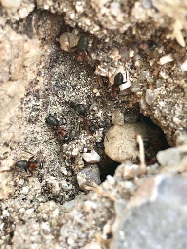 Formica rufibarbis photo 62