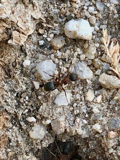 Formica rufibarbis photo 63