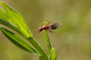Formica rufibarbis photo 64