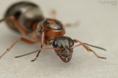 Formica rufibarbis photo 66