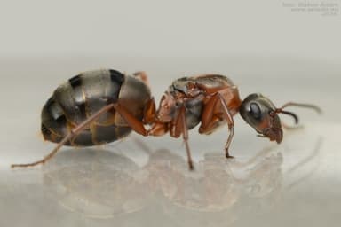 Formica rufibarbis photo 67