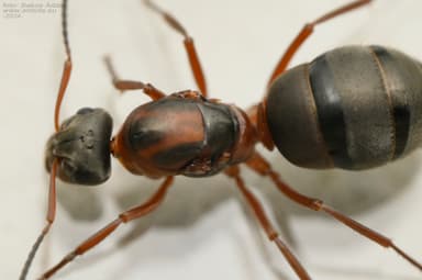 Formica rufibarbis photo 68