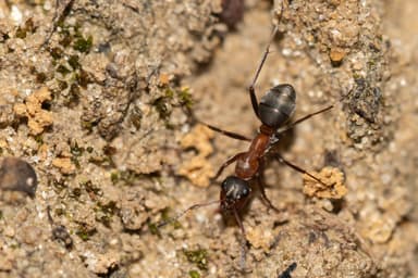 Formica rufibarbis photo 69