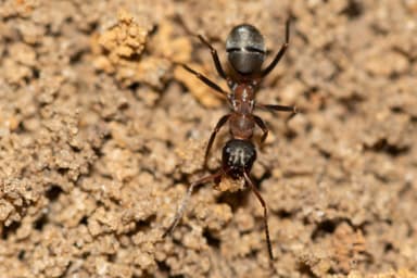 Formica rufibarbis photo 71