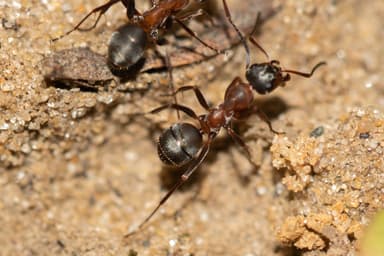 Formica rufibarbis photo 72