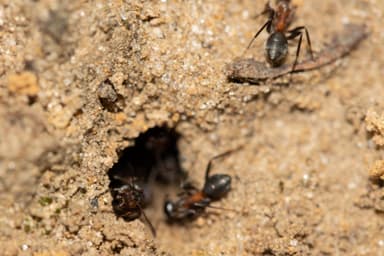 Formica rufibarbis photo 73