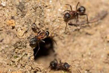 Formica rufibarbis photo 74