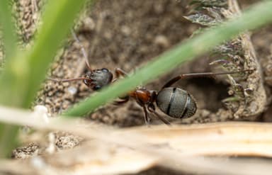 Formica rufibarbis photo 75