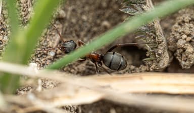 Formica rufibarbis photo 76